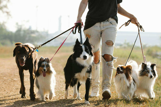 Can Grounding Sheets Help Human Pets? The Benefits of Grounding for Animals - Premium Grounding