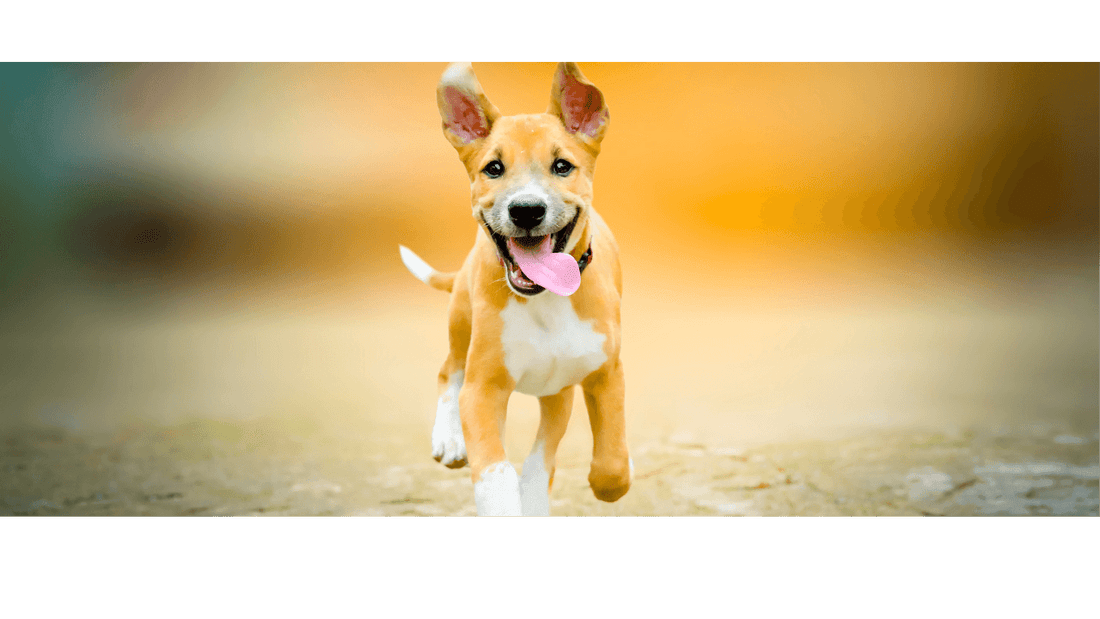 How Grounding Mats Can Transform Your Dog's Wellbeing - Premium Grounding