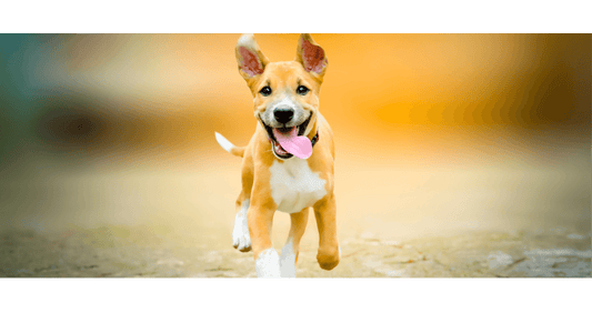How Grounding Mats Can Transform Your Dog's Wellbeing - Premium Grounding